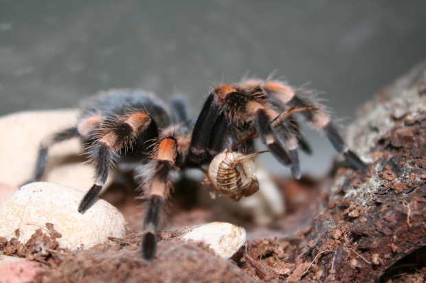 Aragog večeří